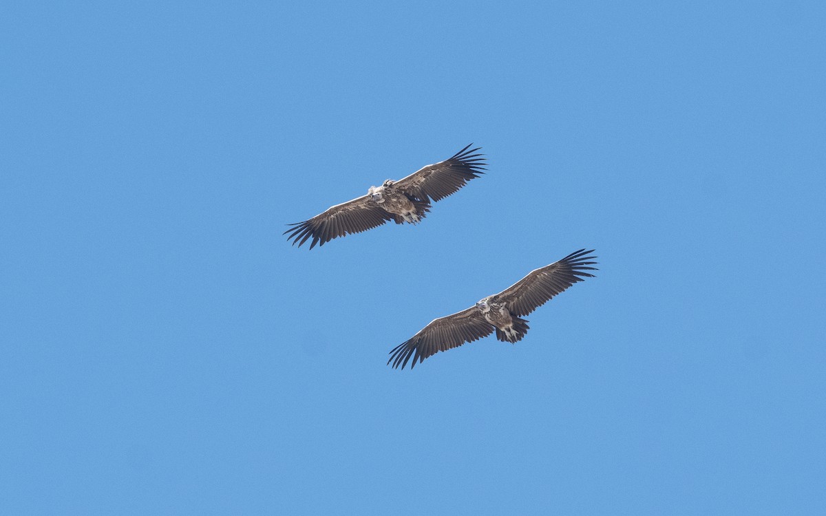 Lappet-faced Vulture - ML551105271