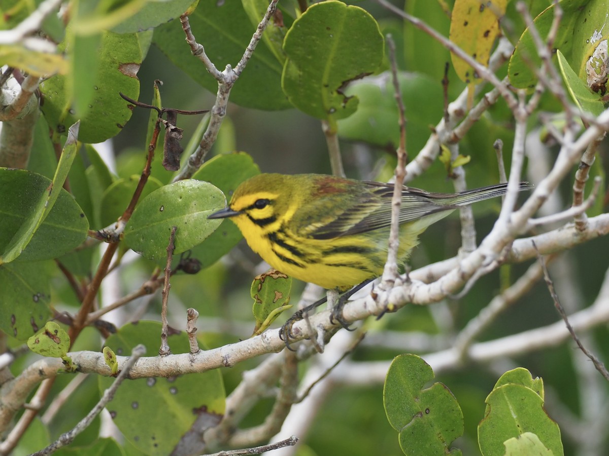 Prairie Warbler - ML551106091