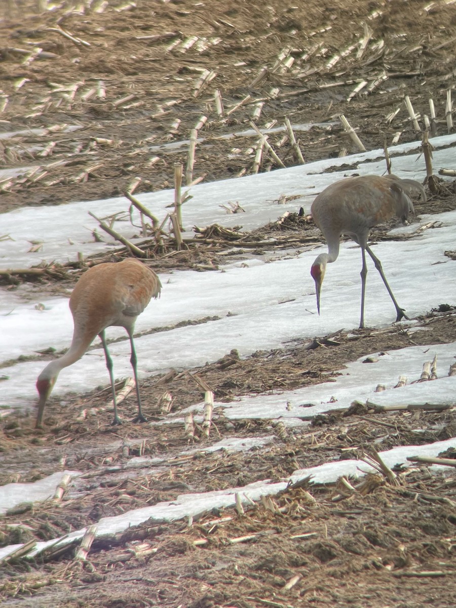 Sandhill Crane - ML551106231