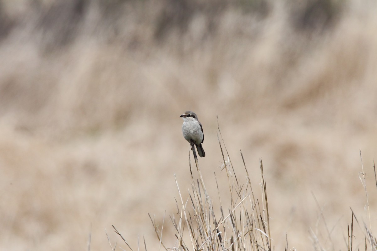 Northern Shrike - Scott Carpenter