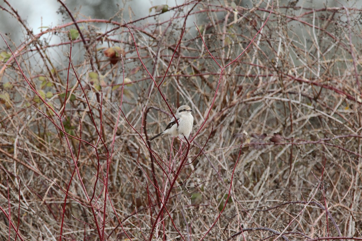 Northern Shrike - Scott Carpenter