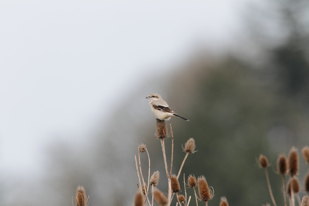 Northern Shrike - ML551107351