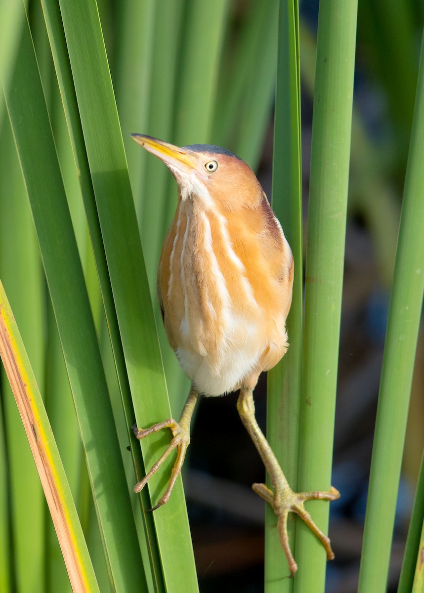 Least Bittern - ML55110891