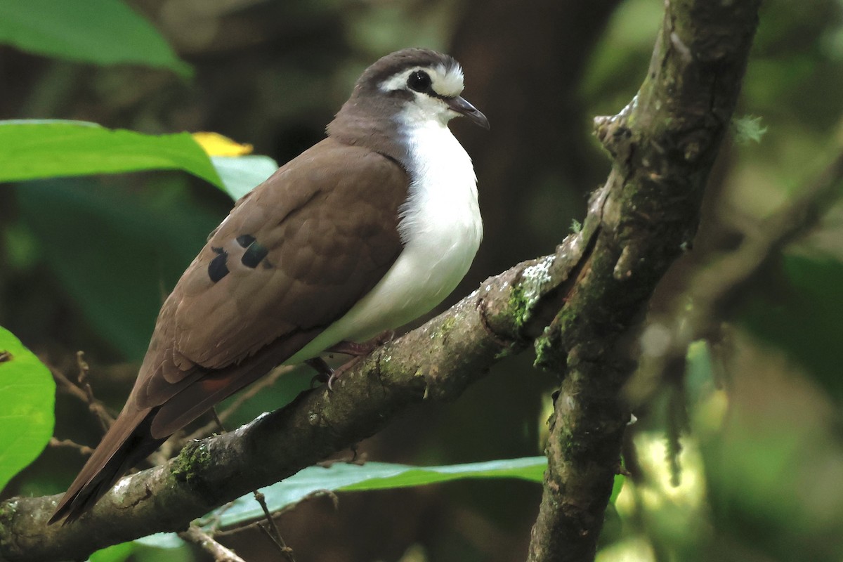 Tambourine Dove - ML551109191