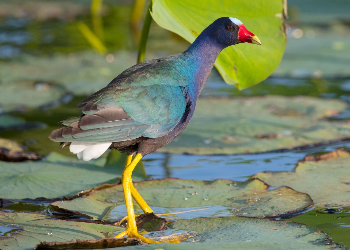 Purple Gallinule - ML55110961