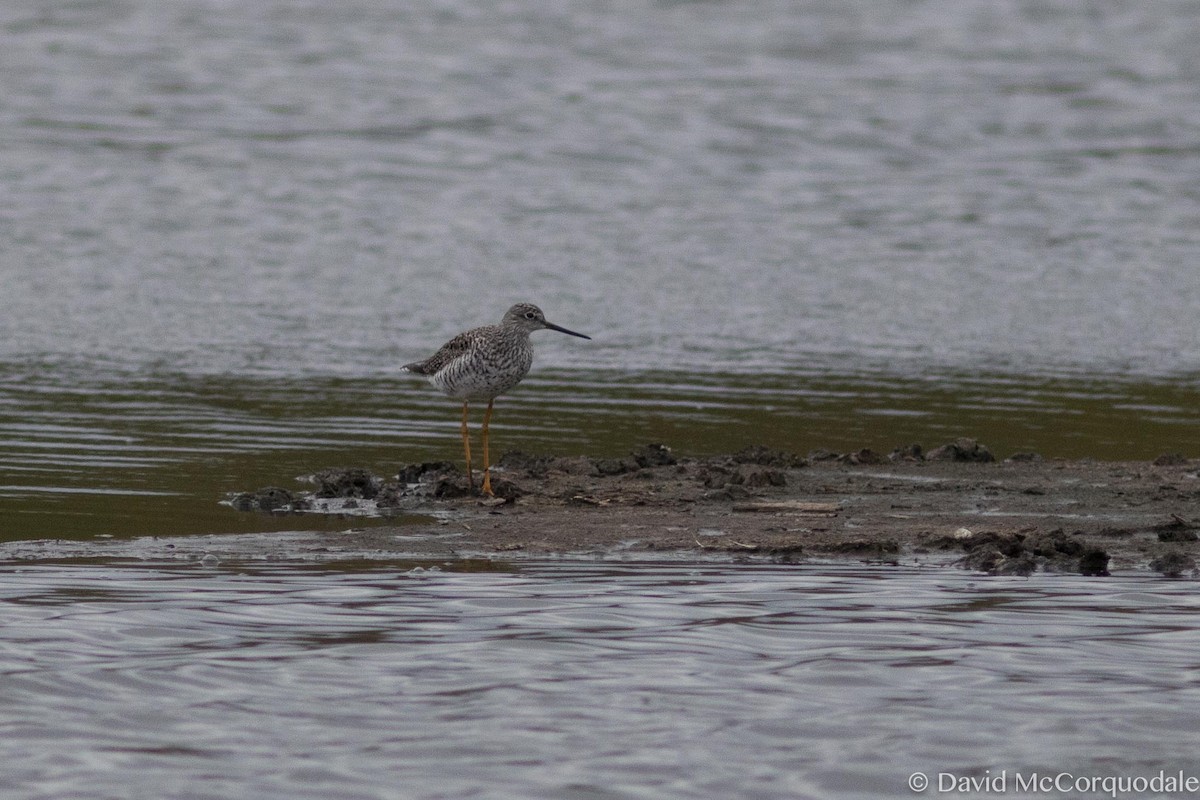 Greater Yellowlegs - ML55111081