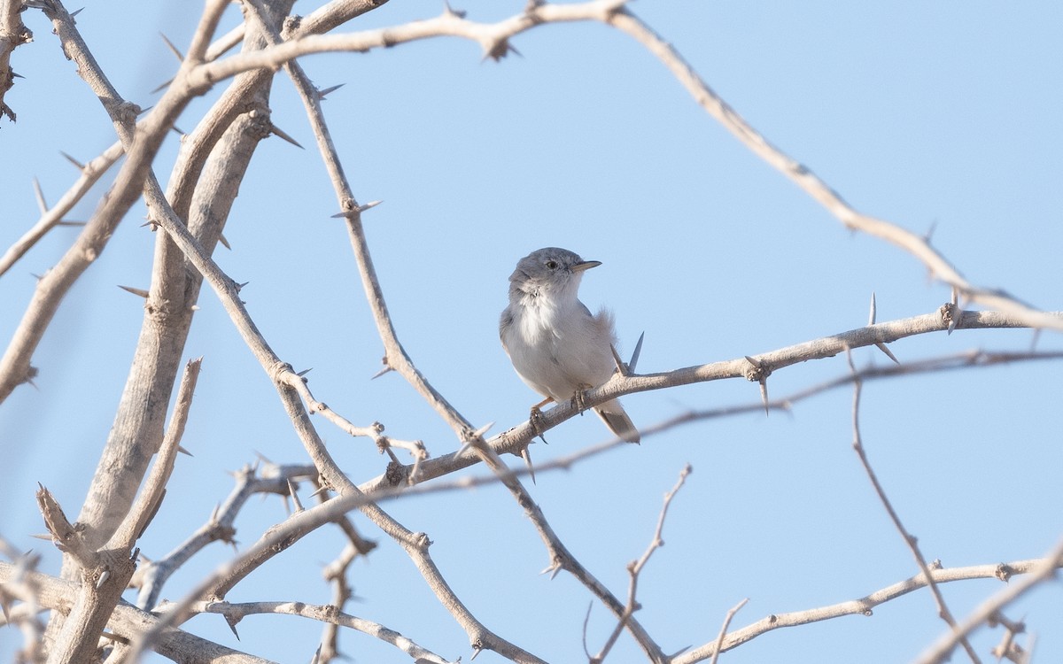 Asian Desert Warbler - ML551110861