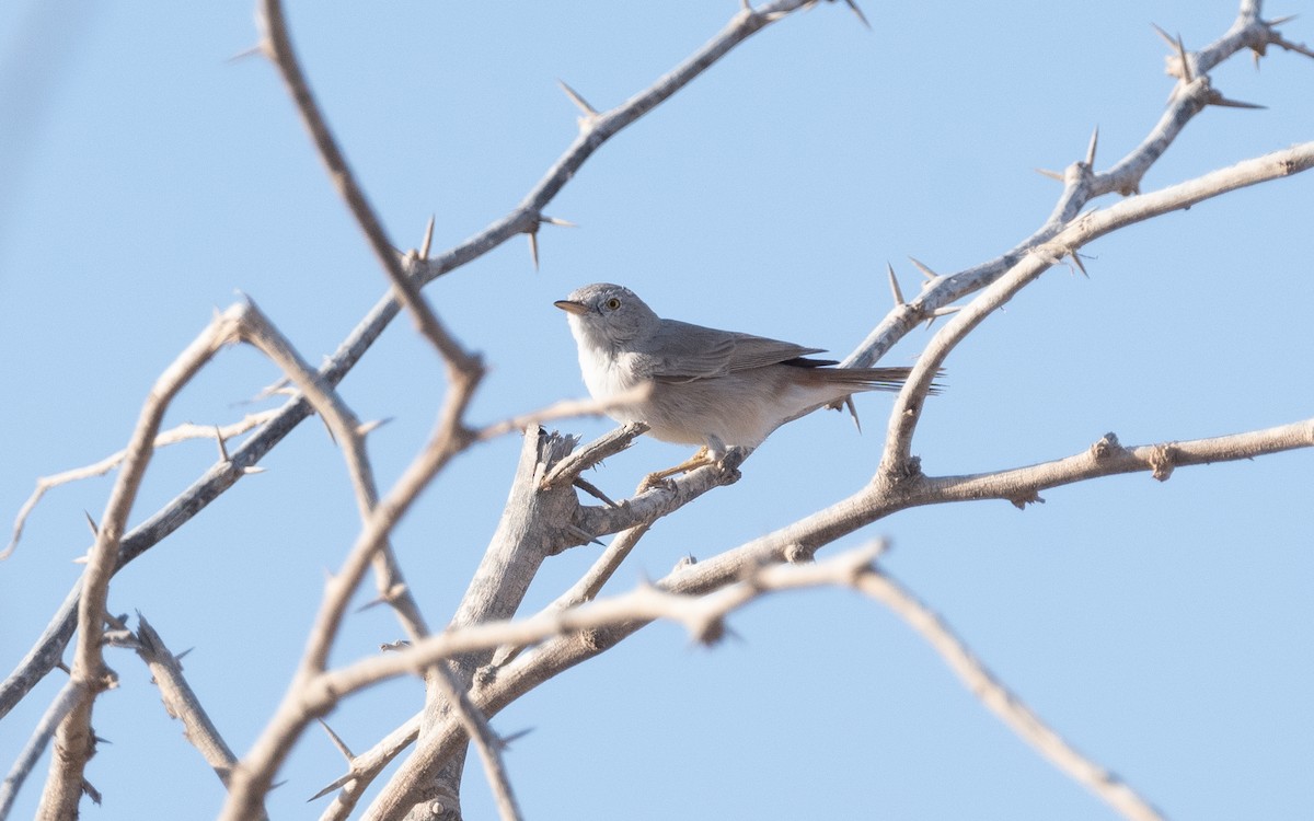 Asian Desert Warbler - ML551110871