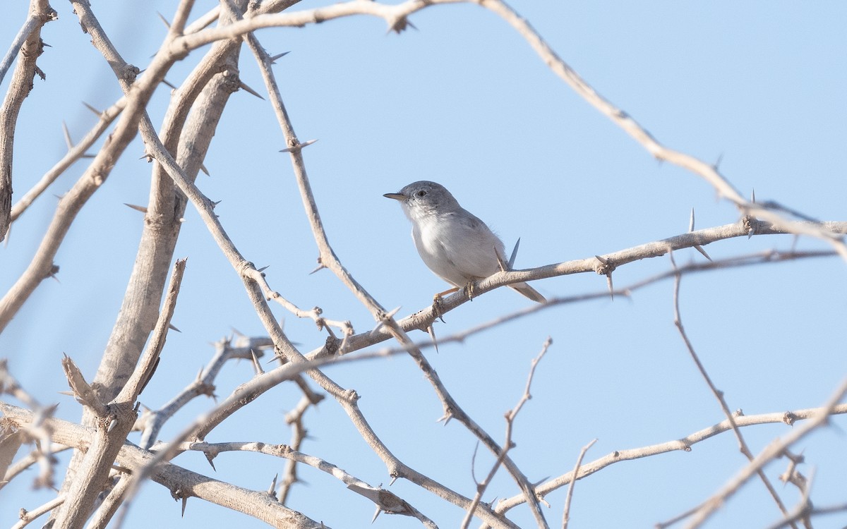Asian Desert Warbler - ML551110881