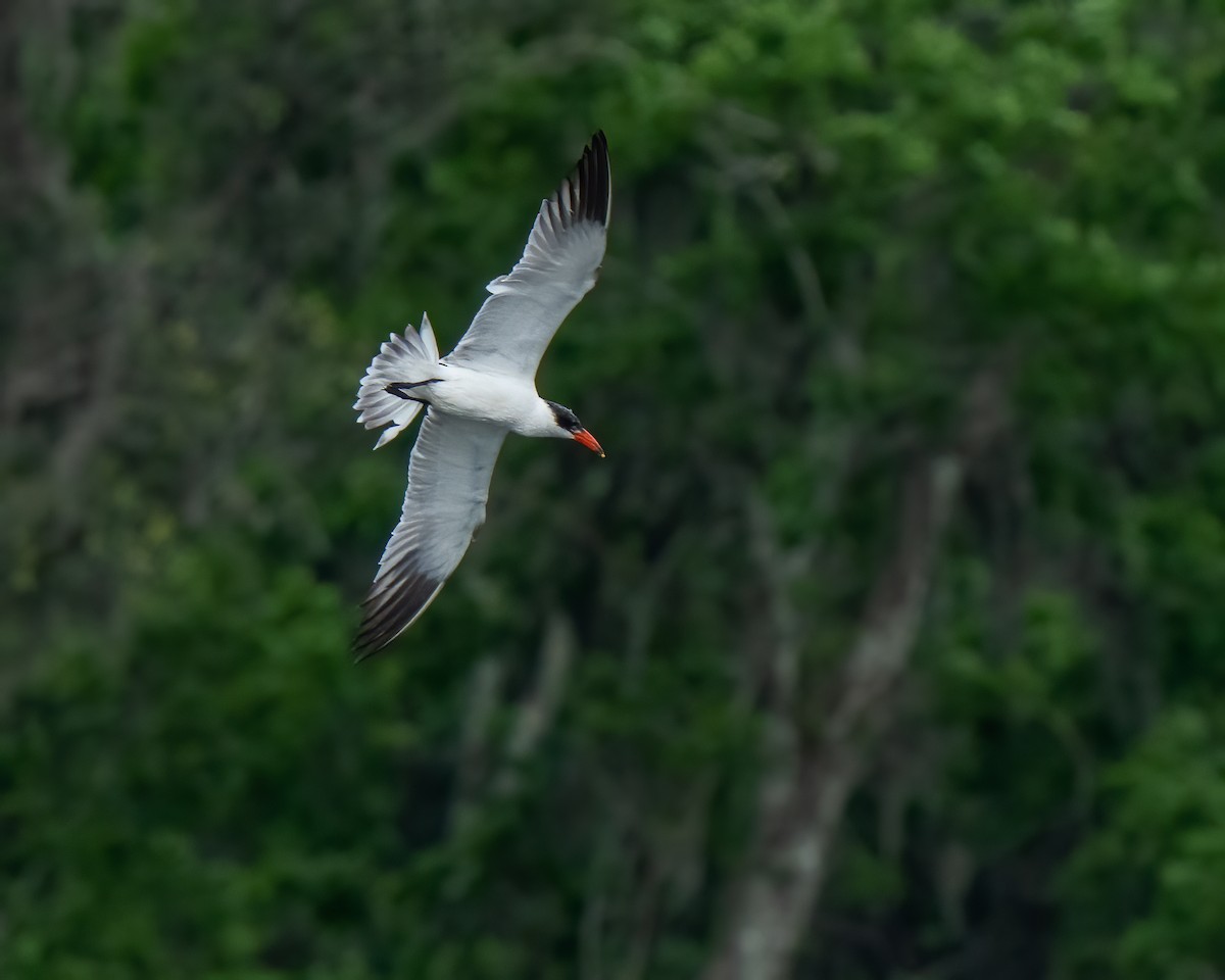 Caspian Tern - ML551111971