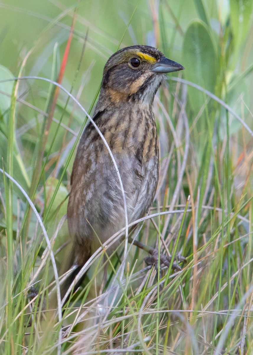 Seaside Sparrow - ML55111291
