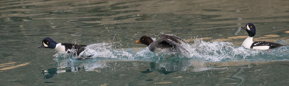 Barrow's Goldeneye - Ian Routley