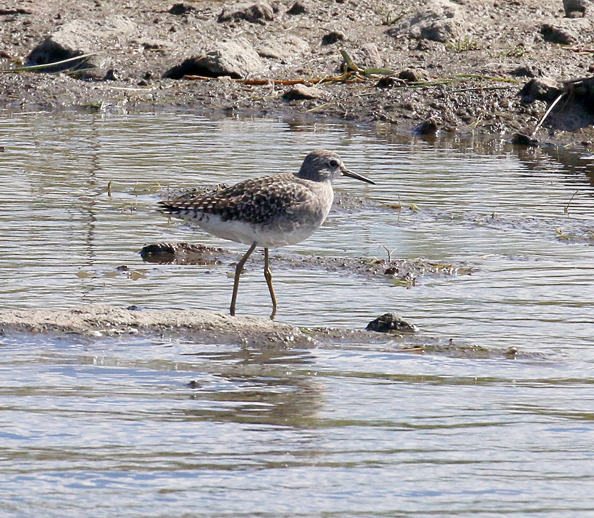 Wood Sandpiper - ML551117601