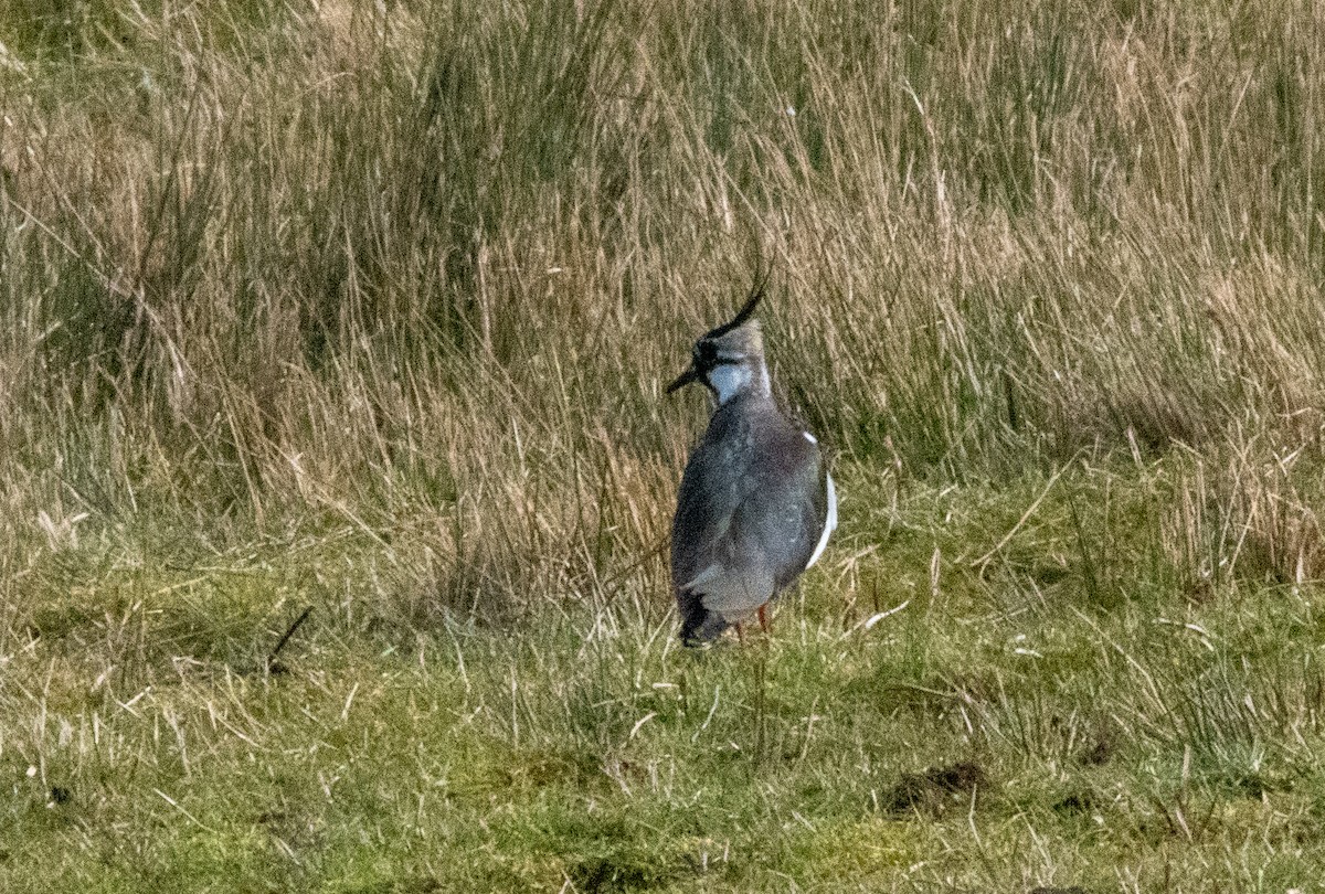 Northern Lapwing - Spat Cannon