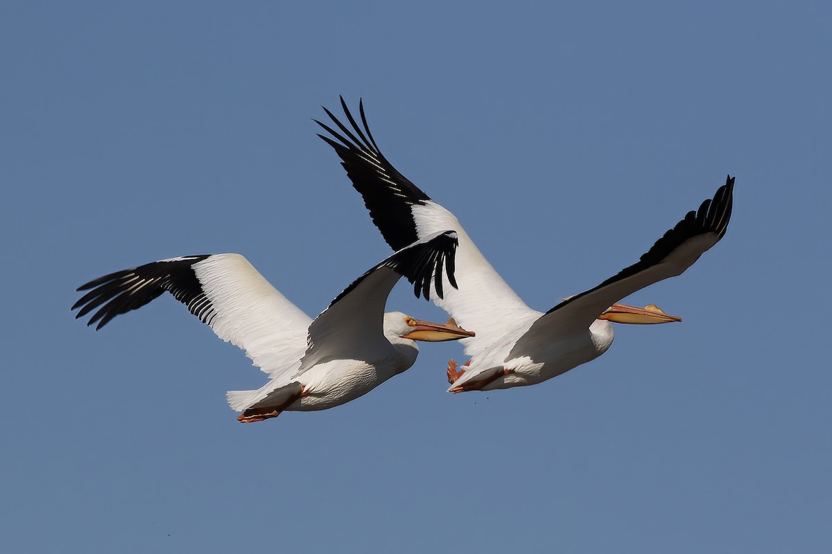 pelikán severoamerický - ML551124411