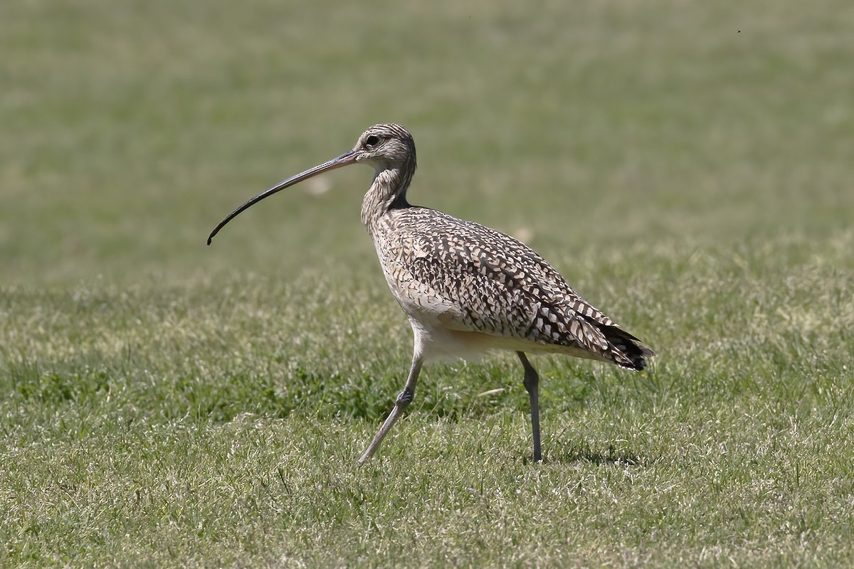 Long-billed Curlew - Gary Rosenberg