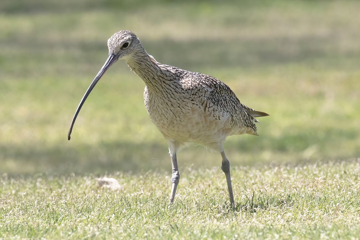 Long-billed Curlew - Gary Rosenberg