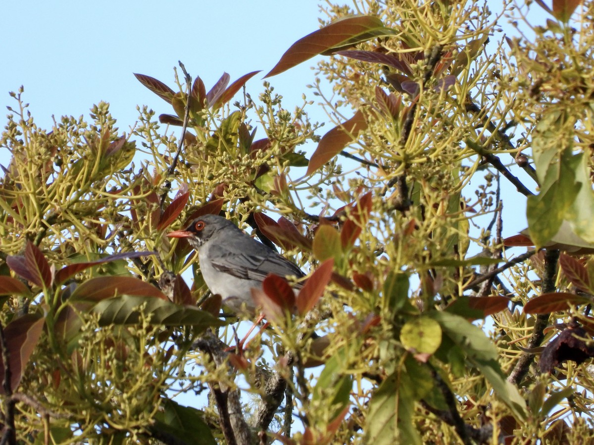 Red-legged Thrush - ML551125641