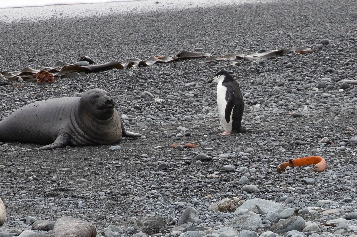 Пінгвін антарктичний - ML551127131
