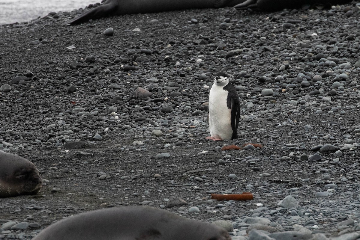 Антарктический пингвин - ML551127901