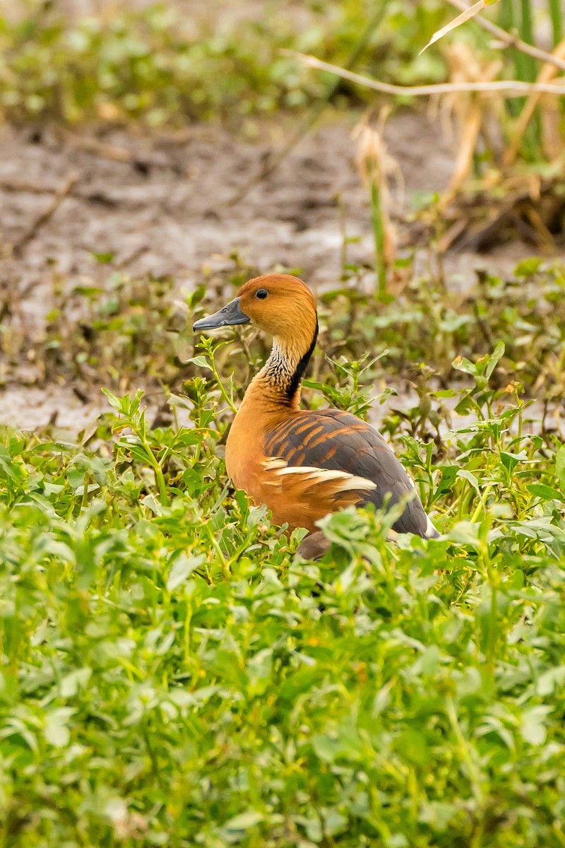 Fulvous Whistling-Duck - ML551130681
