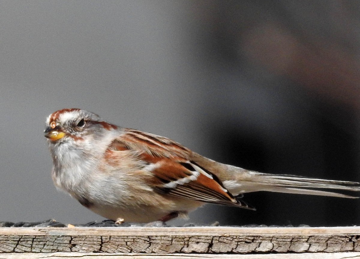 American Tree Sparrow - Michael Hatton