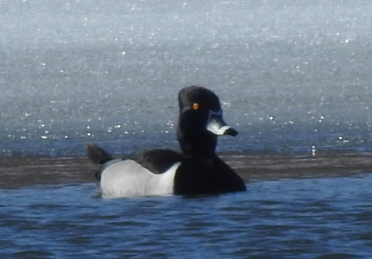 Ring-necked Duck - ML551134111