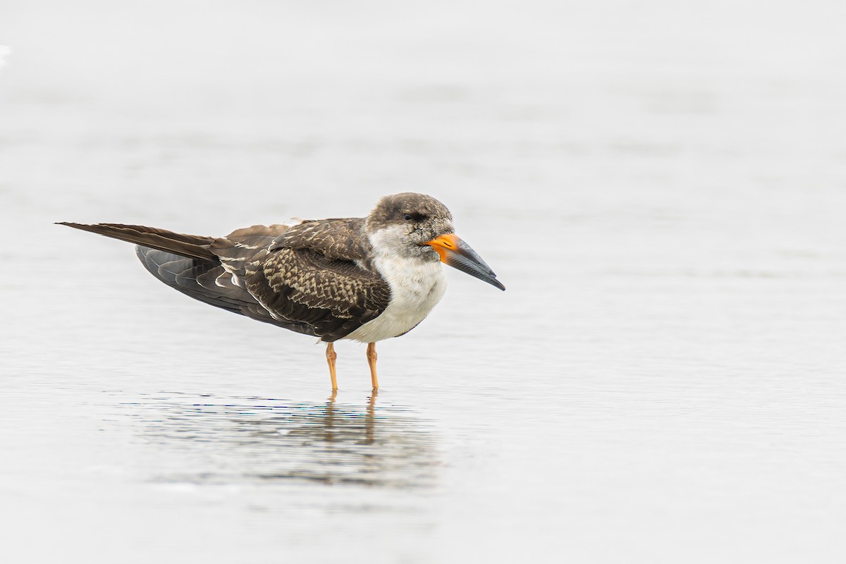 Black Skimmer - ML551134431