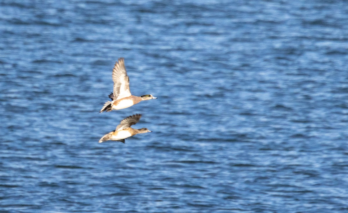 American Wigeon - Chad Killian