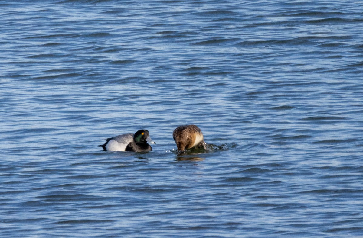 Greater Scaup - Chad Killian