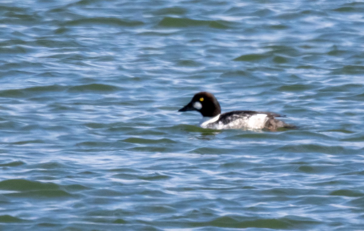 Common Goldeneye - ML551138251