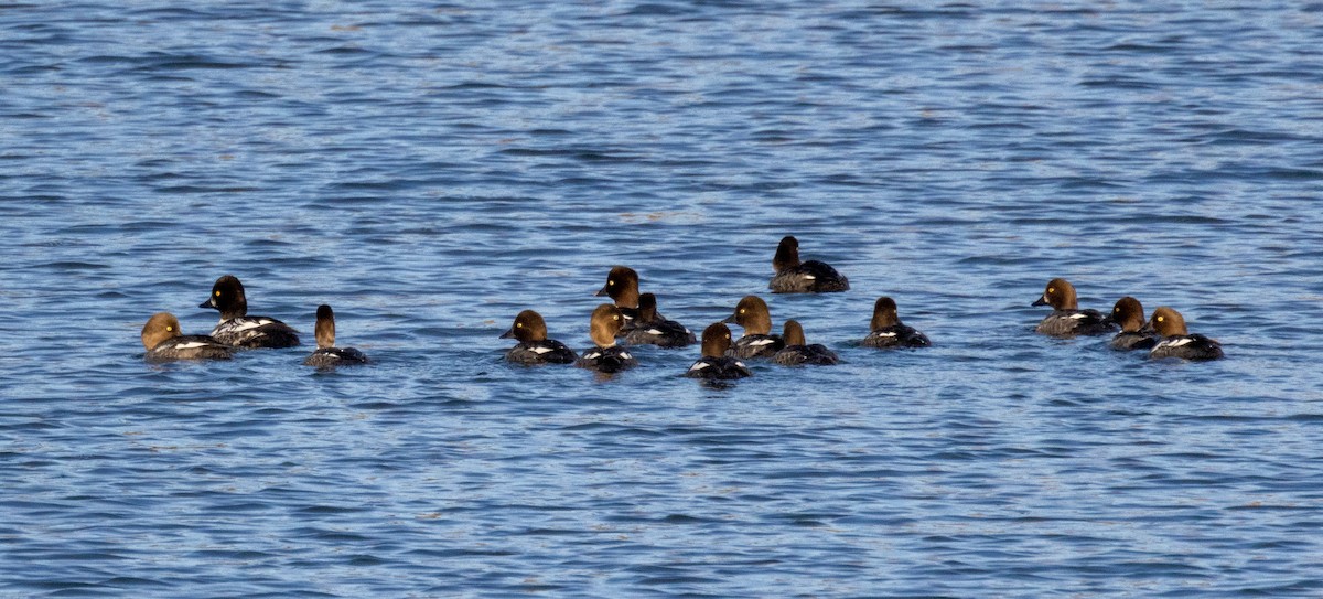 Common Goldeneye - ML551138261