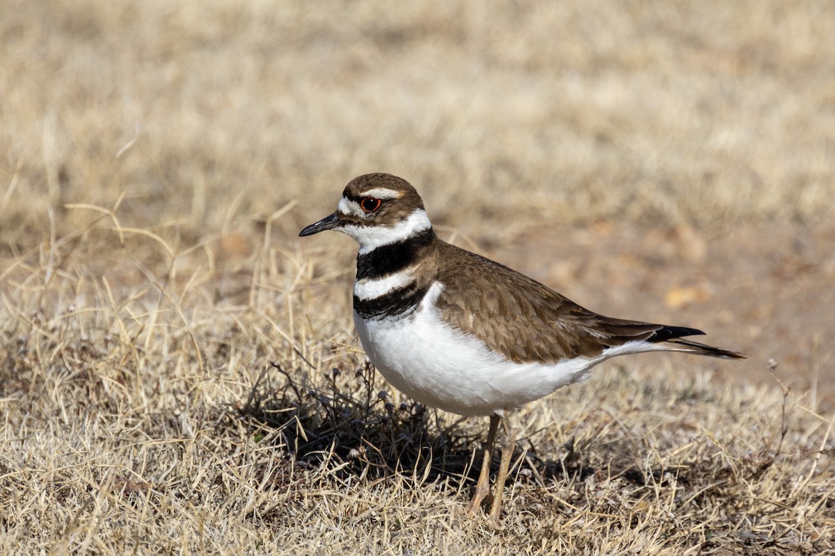 Killdeer - Chad Killian