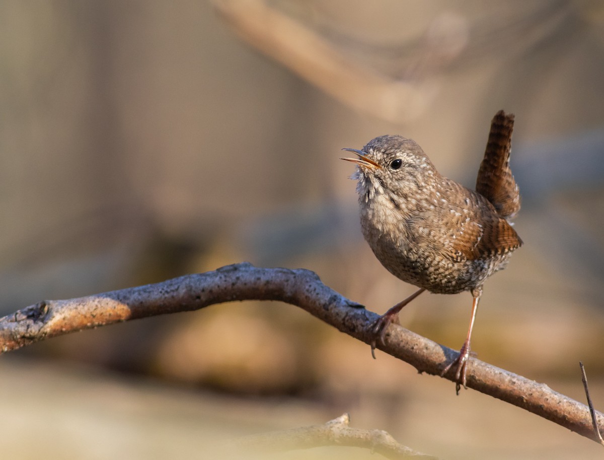 Winter Wren - Zealon Wight-Maier