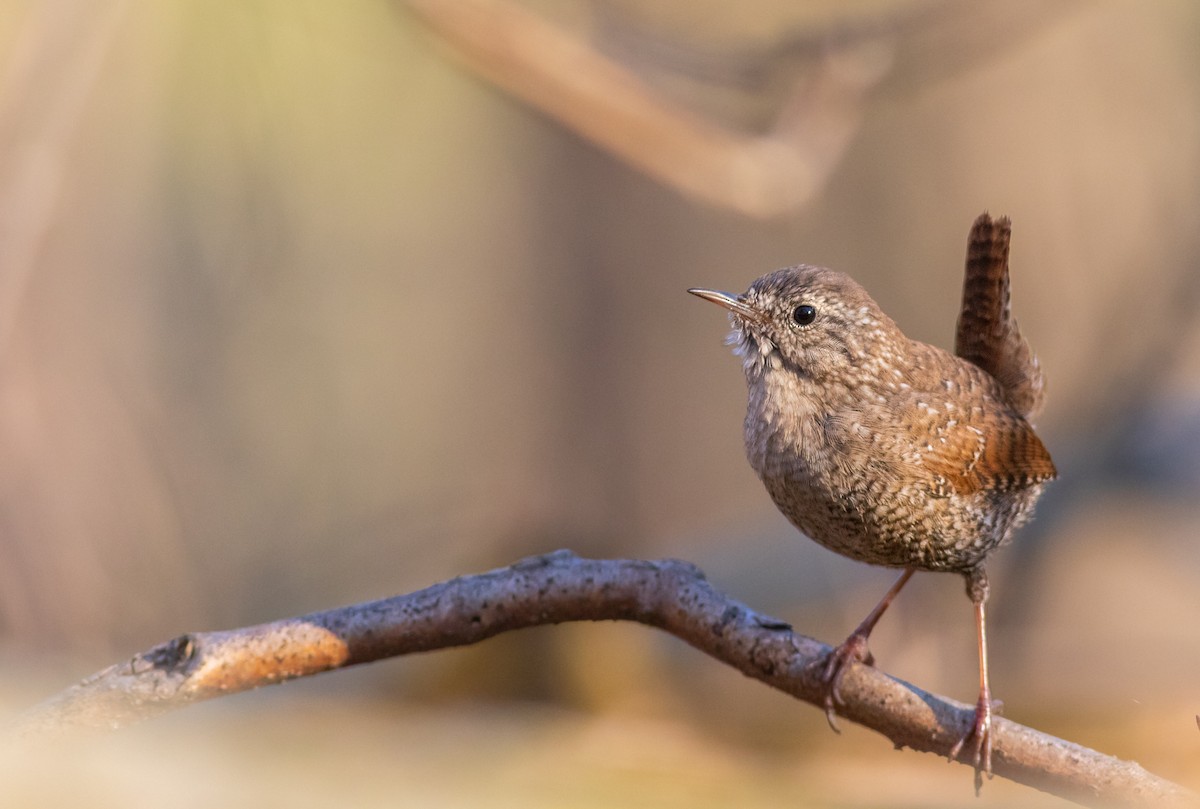 Winter Wren - Zealon Wight-Maier