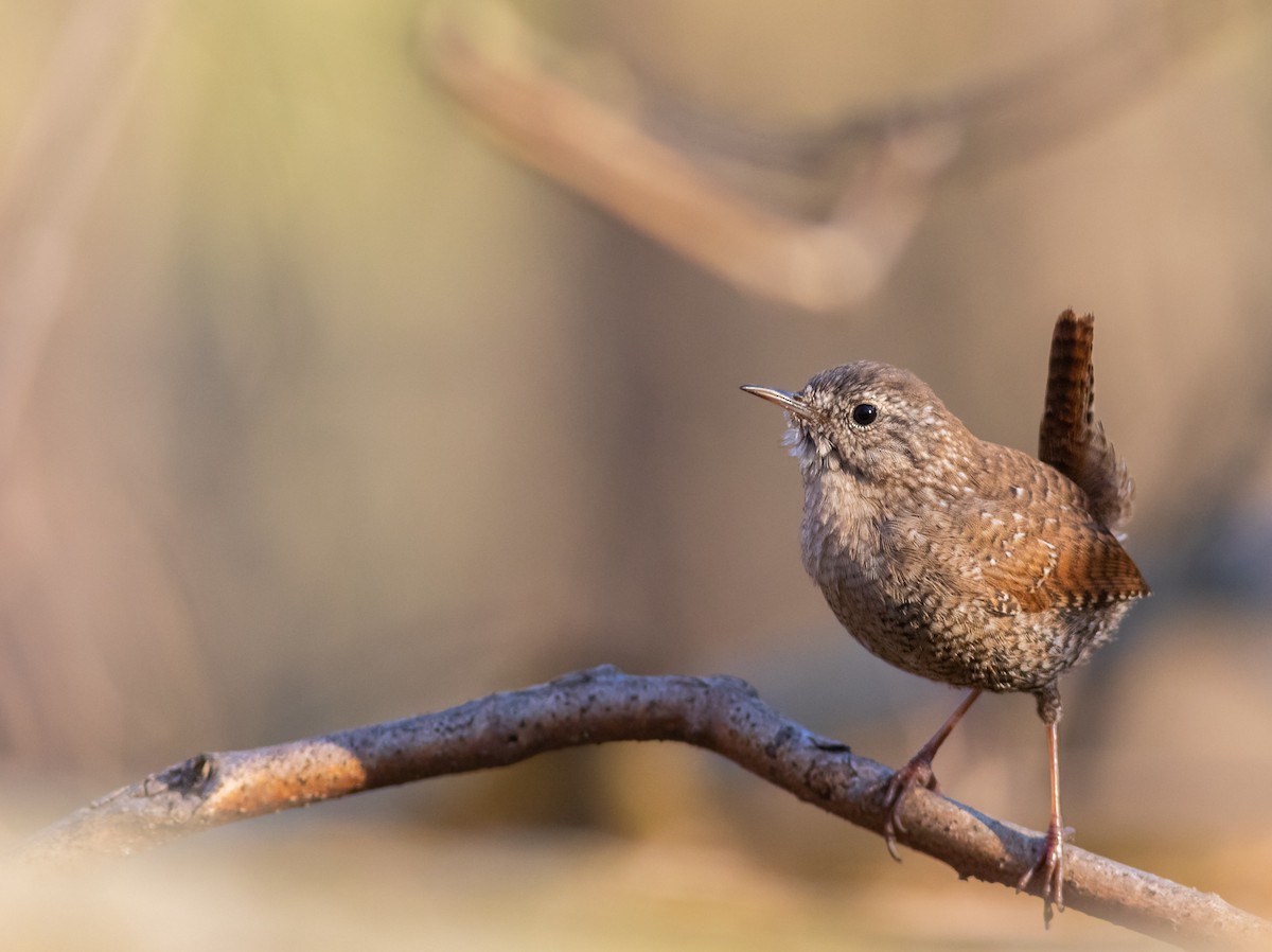 Winter Wren - Zealon Wight-Maier