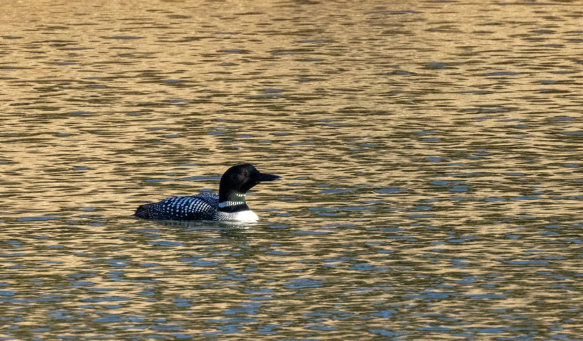 Plongeon huard - ML551138741