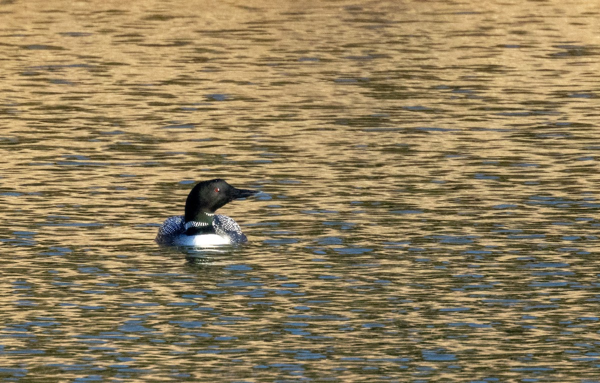 Plongeon huard - ML551138751