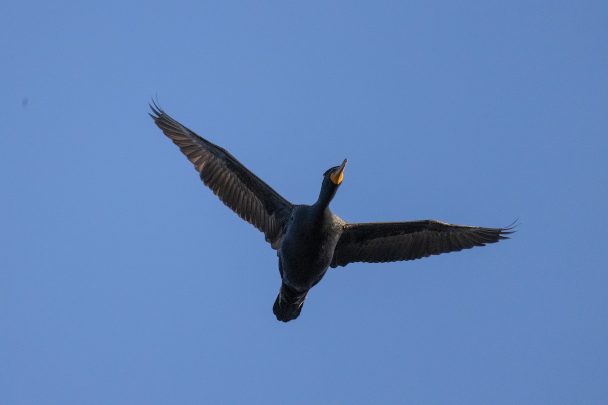 Double-crested Cormorant - Chad Killian