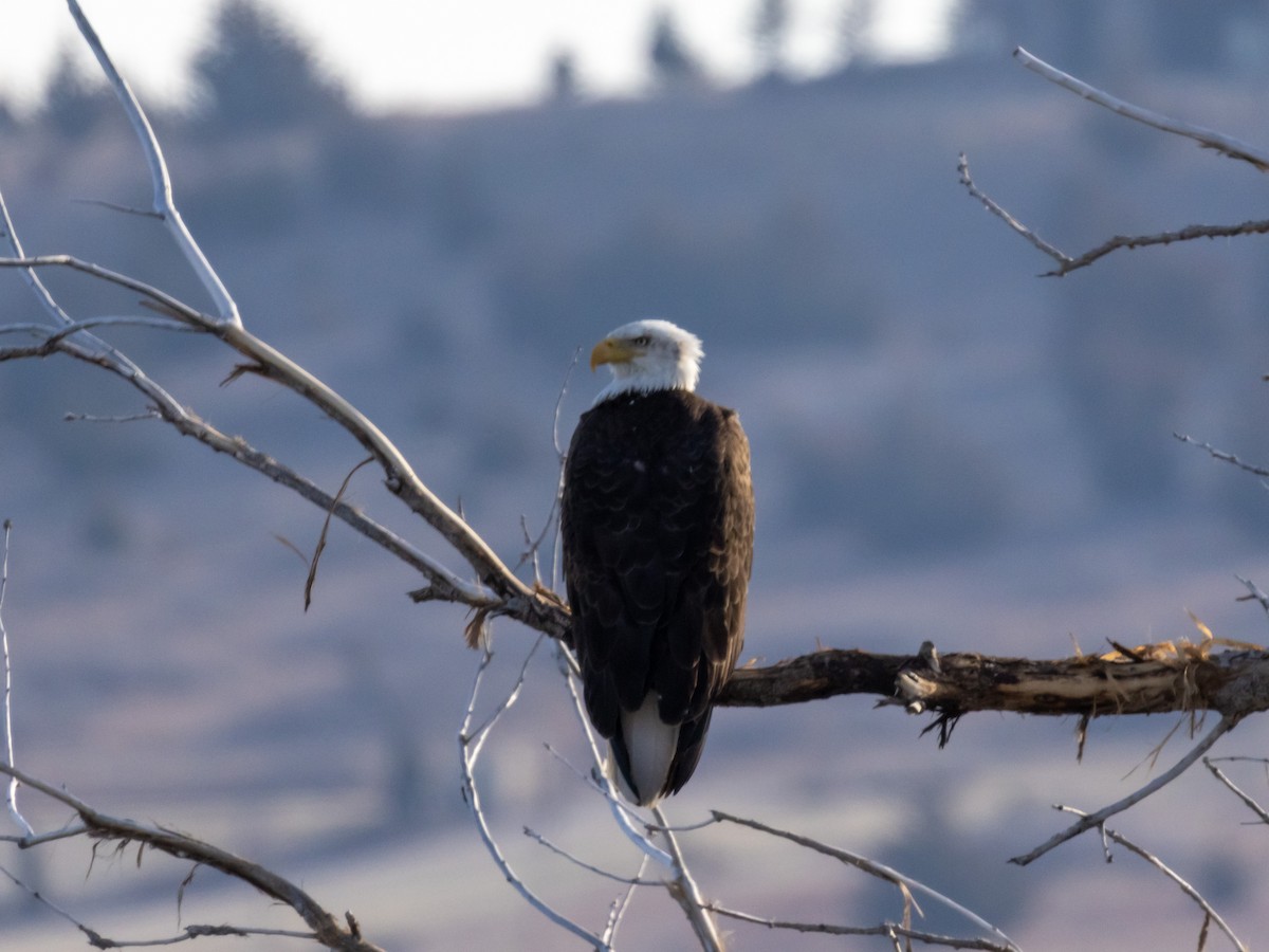 Bald Eagle - ML551139111