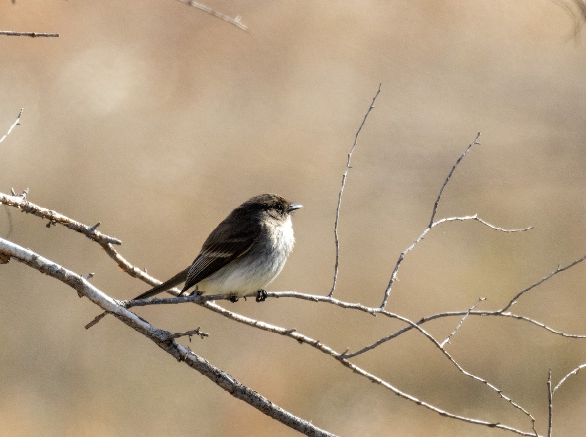 Eastern Phoebe - ML551139331