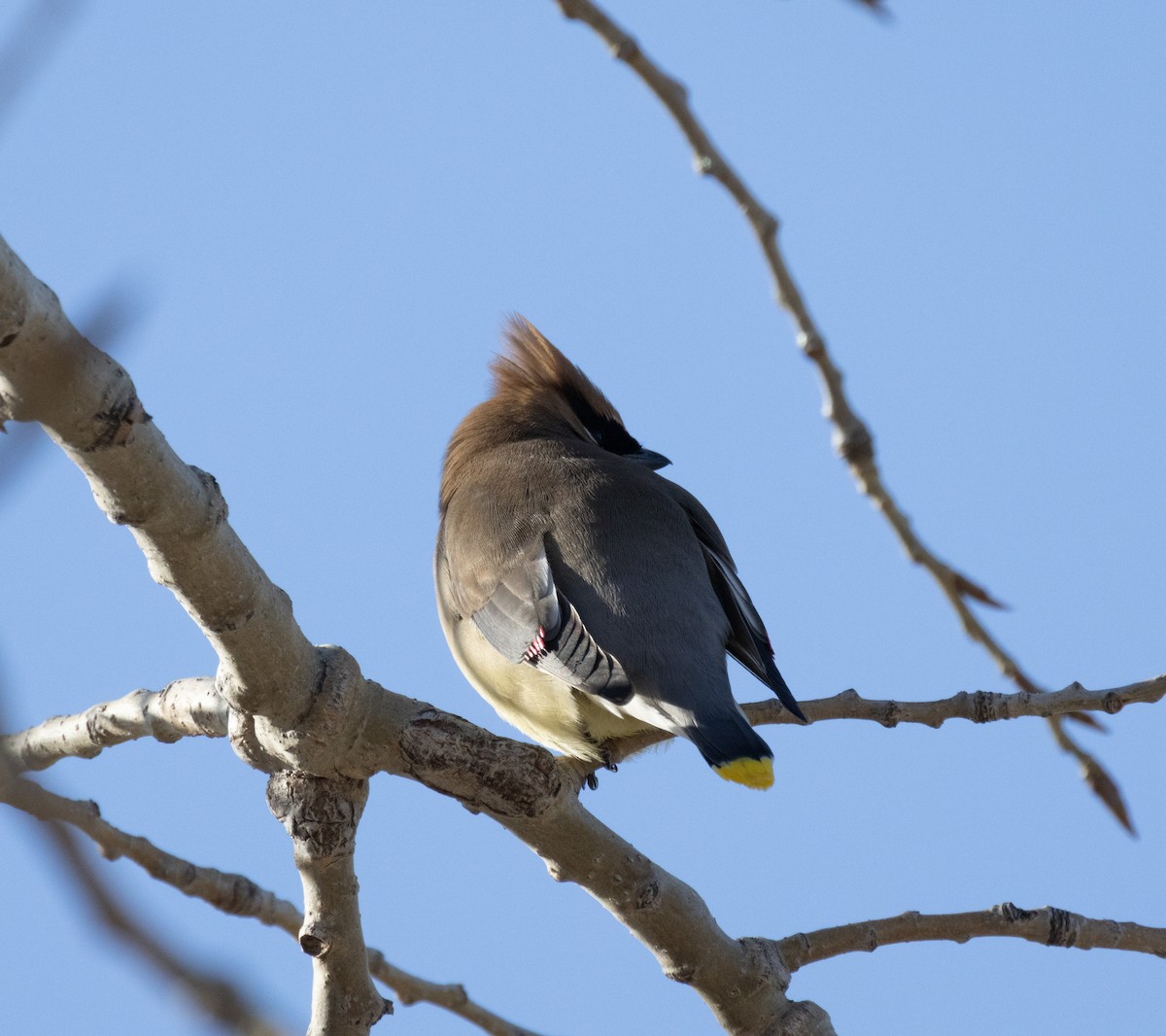 Cedar Waxwing - Chad Killian