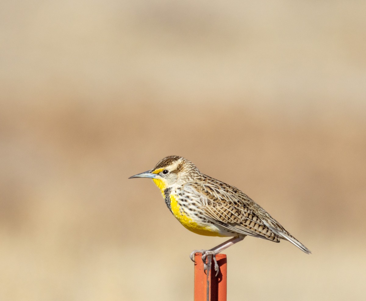 Eastern Meadowlark - ML551139721