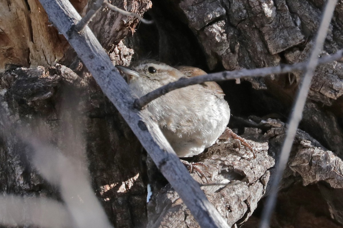 Bewick's Wren (mexicanus Group) - ML551142861