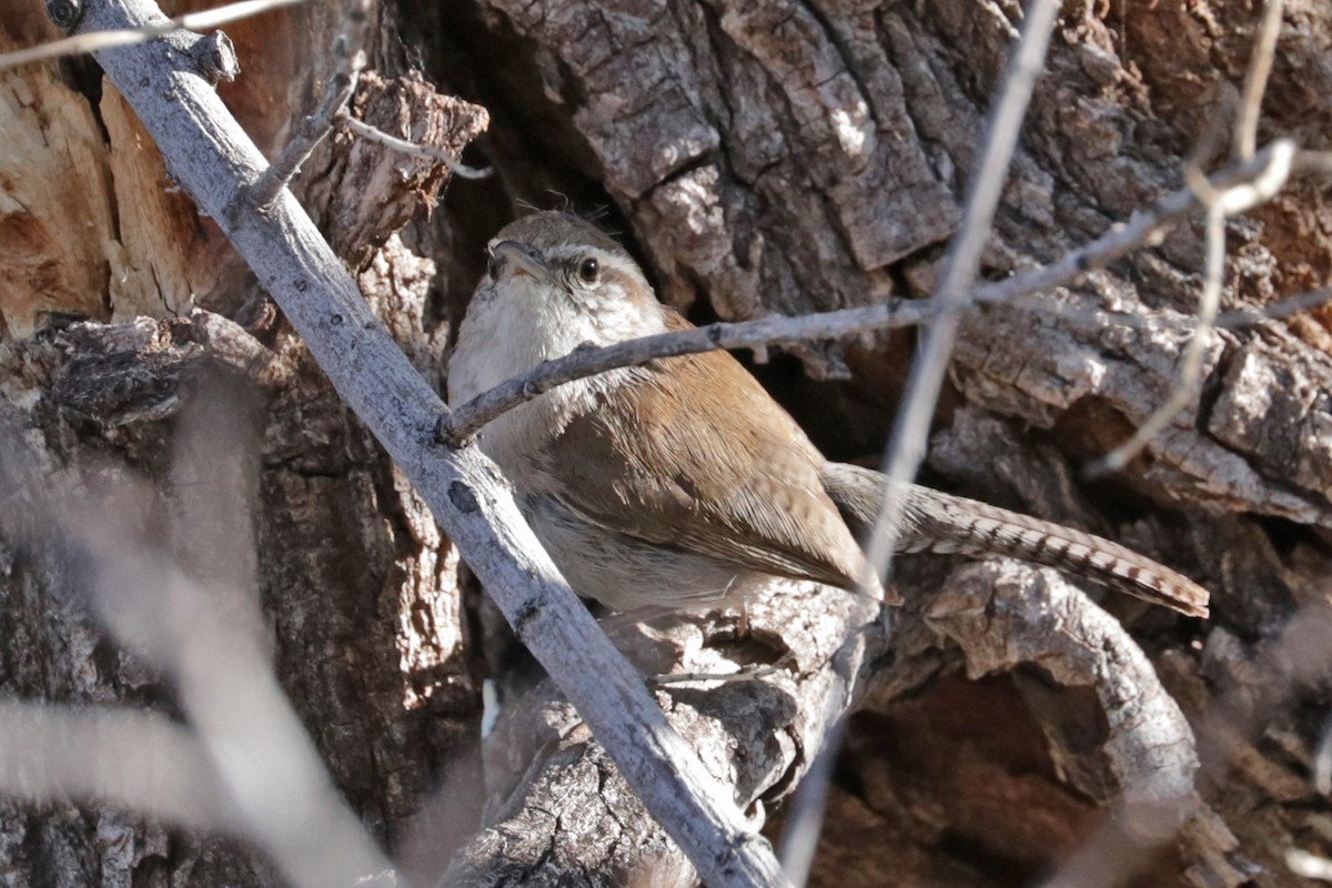 Bewick's Wren (mexicanus Group) - ML551142871