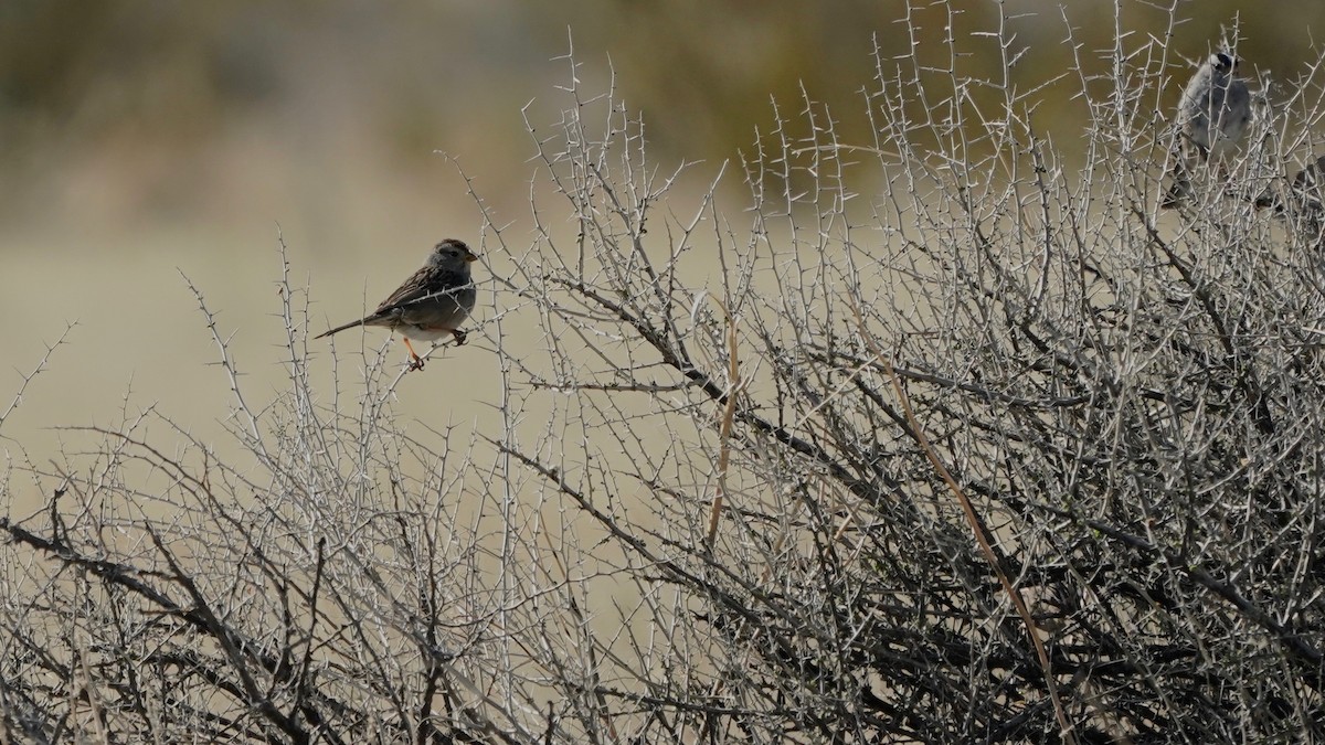 White-crowned Sparrow - Indira Thirkannad