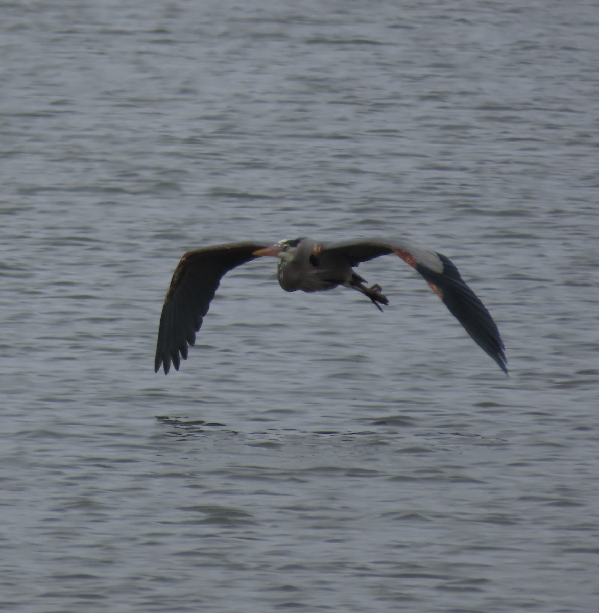 オオアオサギ - ML551146641