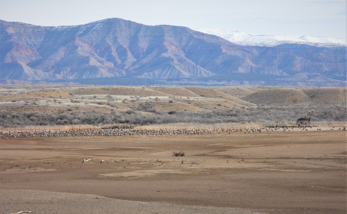 Sandhill Crane - ML551146691