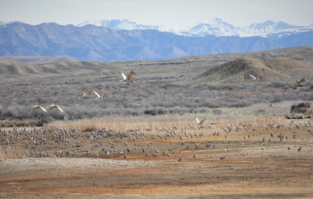 Sandhill Crane - Lori Shuler