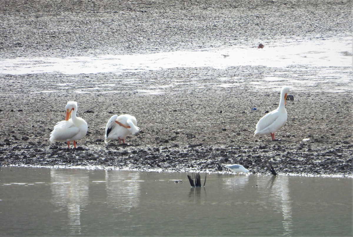 pelikán severoamerický - ML551147151